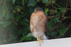 male sparrowhawk  Accipiter nisus.jpg