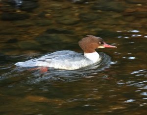 goosander female