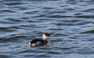 Red necked grebe