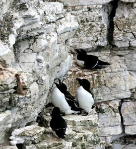 razorbills