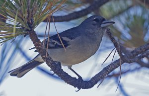 Gran Canaria Blue Chaffinch