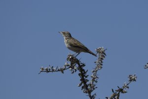 Sabota Lark