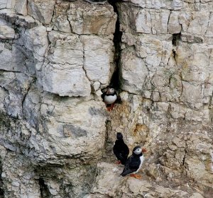 puffins