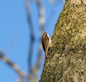 tree creeper