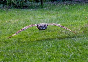 bengal eagle owl