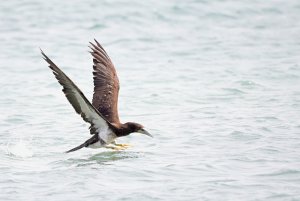 brown booby