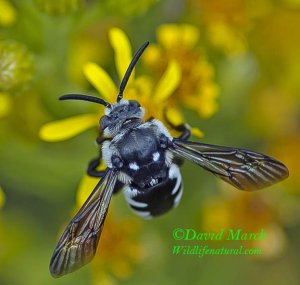 The "Neon" Cuckoo Bee