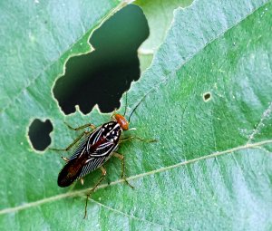 Cockroach