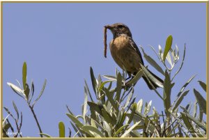 Stonechat