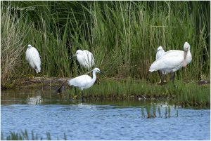 Spoonbill and Friends...