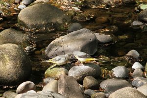 Grey Wagtail with her baby.jpg