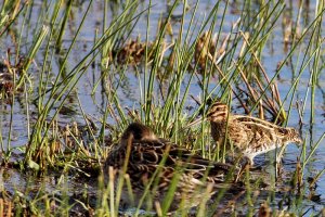 snipe gallinago gallinago