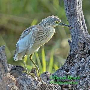 Squacco Heron