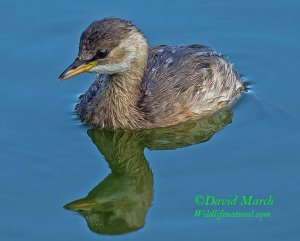 Little Grebe