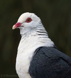 White-headed Pigeon.jpg