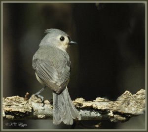 Perched on a Sweet Gum Tree Branch