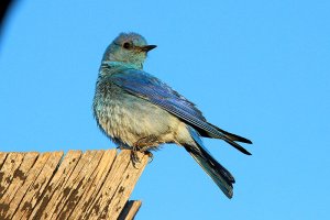 Mountain Bluebird