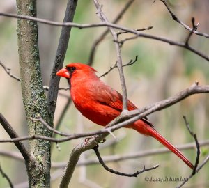 Northern Cardinal