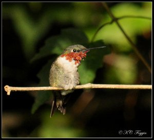 Back on his perch