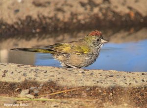 Green-tailed Towhee 8-11-22 IMG_0117web.jpg