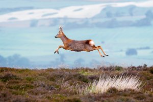 Roe Deer