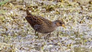 Spotted crake Porzana porzana Kalloni Salt Pans Lesvos 30/04/22