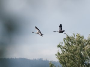 Cranes in flight I