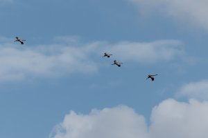 Cranes in flight II