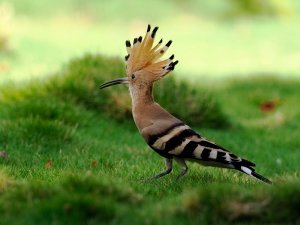 another Hoopoe
