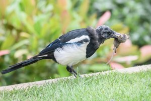 Magpie with Mouse