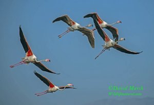 Greater Flamingo's in flight
