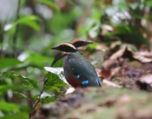 Green-breasted Pitta