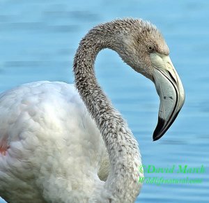 Greater Flamingo (Young Adult)