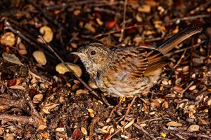 Dunnock