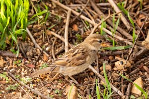 Female House Sparrow