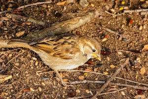 Female House Sparrow