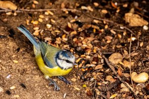 Blue Tit