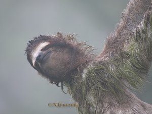 Brown-throated Three-toed Sloth