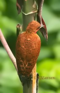 Cinnamon Woodpecker male upperside