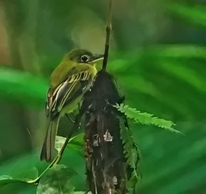 Olivaceous Flatbill