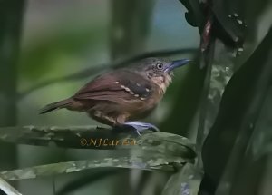 Checker-throated Stipplethroat