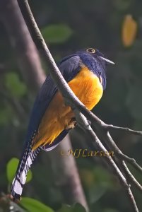 Gartered Trogon male