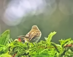 Mistletoe Tyrannulet