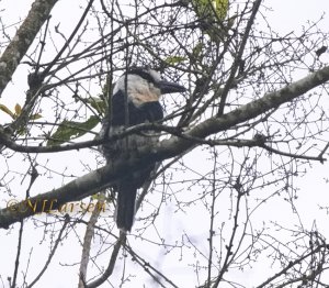 White-necked Puffbird