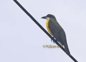 Boat-billed Flycatcher