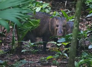 Collared Peccary