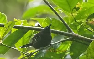 Black-crowned Antshrike