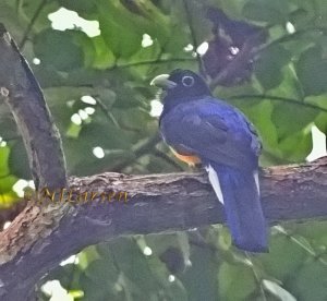 White-tailed Trogon