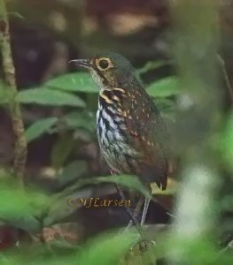 Streak-chested Antpitta