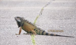 Green Iguana